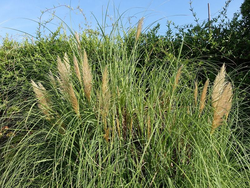 8月18日 今日の一花 パンパスグラス Gazengamaのブログ 散歩中に出合った花と趣味の陶芸作品 楽天ブログ