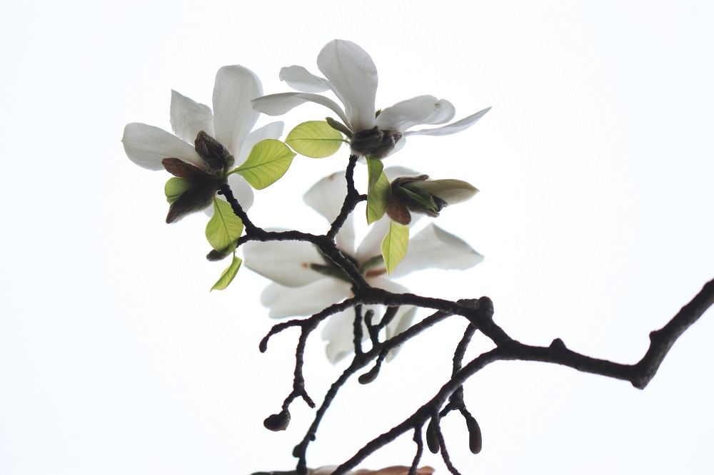 ●IMG_6243　小.jpg