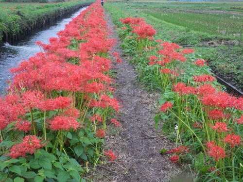 小出川の彼岸花