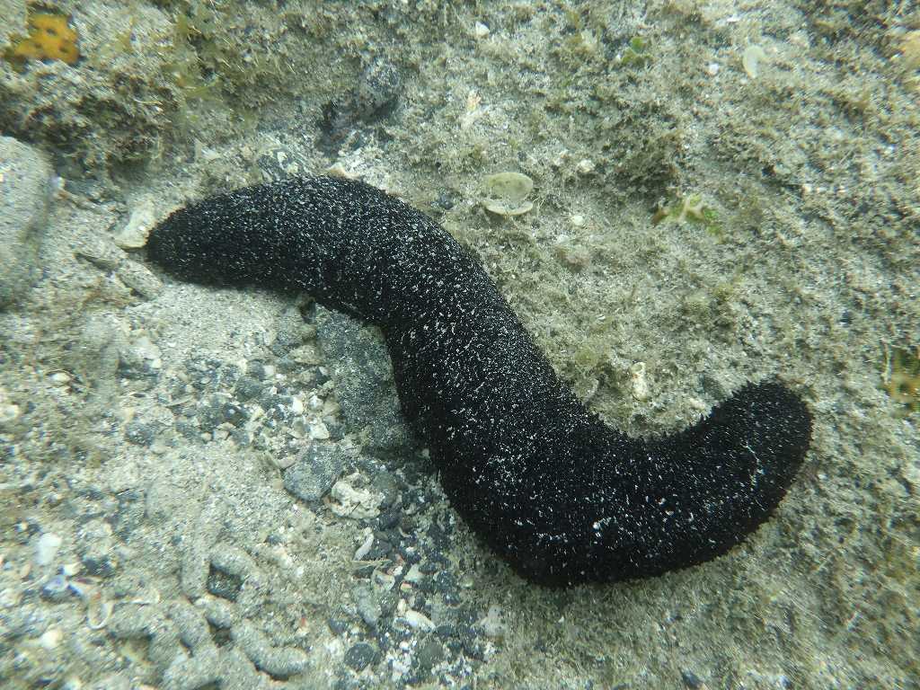 串本磯採集2023年7月上旬38　ニセクロナマコ（Holothuria leucospilota）