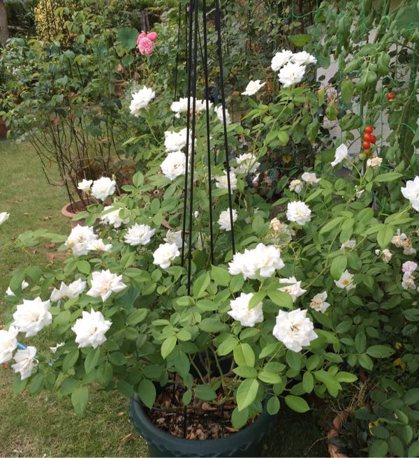 rblog-20160811141043-02.jpg