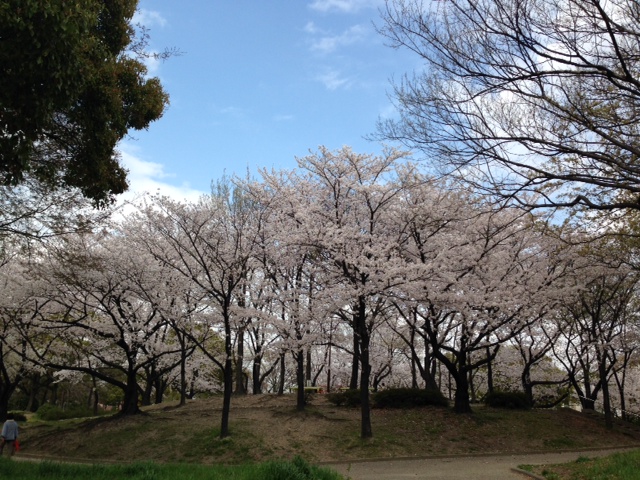 五町公園桜の丘.JPG
