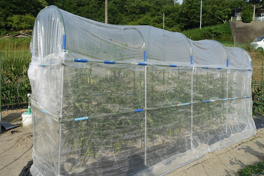 ミニトマトが色付き始めた バラと山野草 楽天ブログ