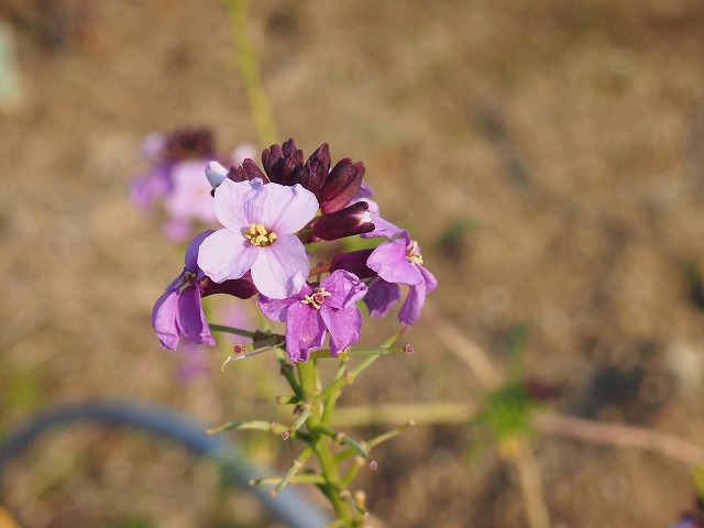 s-p1129.jpg