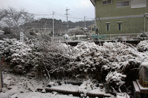 雪の朝　28.1.19-1.jpg