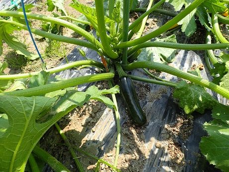 ズッキーニ収穫タイミング 葉山農園 5月上旬 暇人主婦の家庭菜園 楽天ブログ