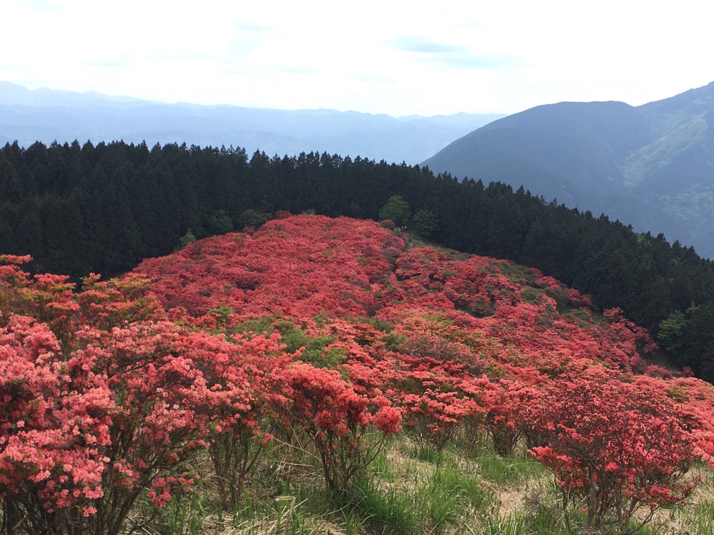 奈良 葛城山 自然 つつじ園 気ままに暮らす 楽天ブログ