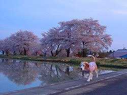 20120430Ｐ泊地