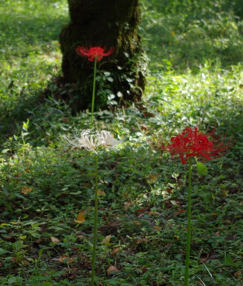 平野神社マンジュシャゲ06ML.jpg