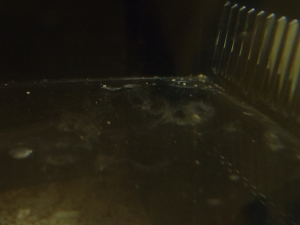 ネッタイフサカサゴ（Parascorpaena mossambica）の脱皮2