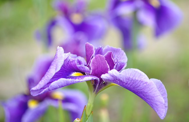 菖蒲５