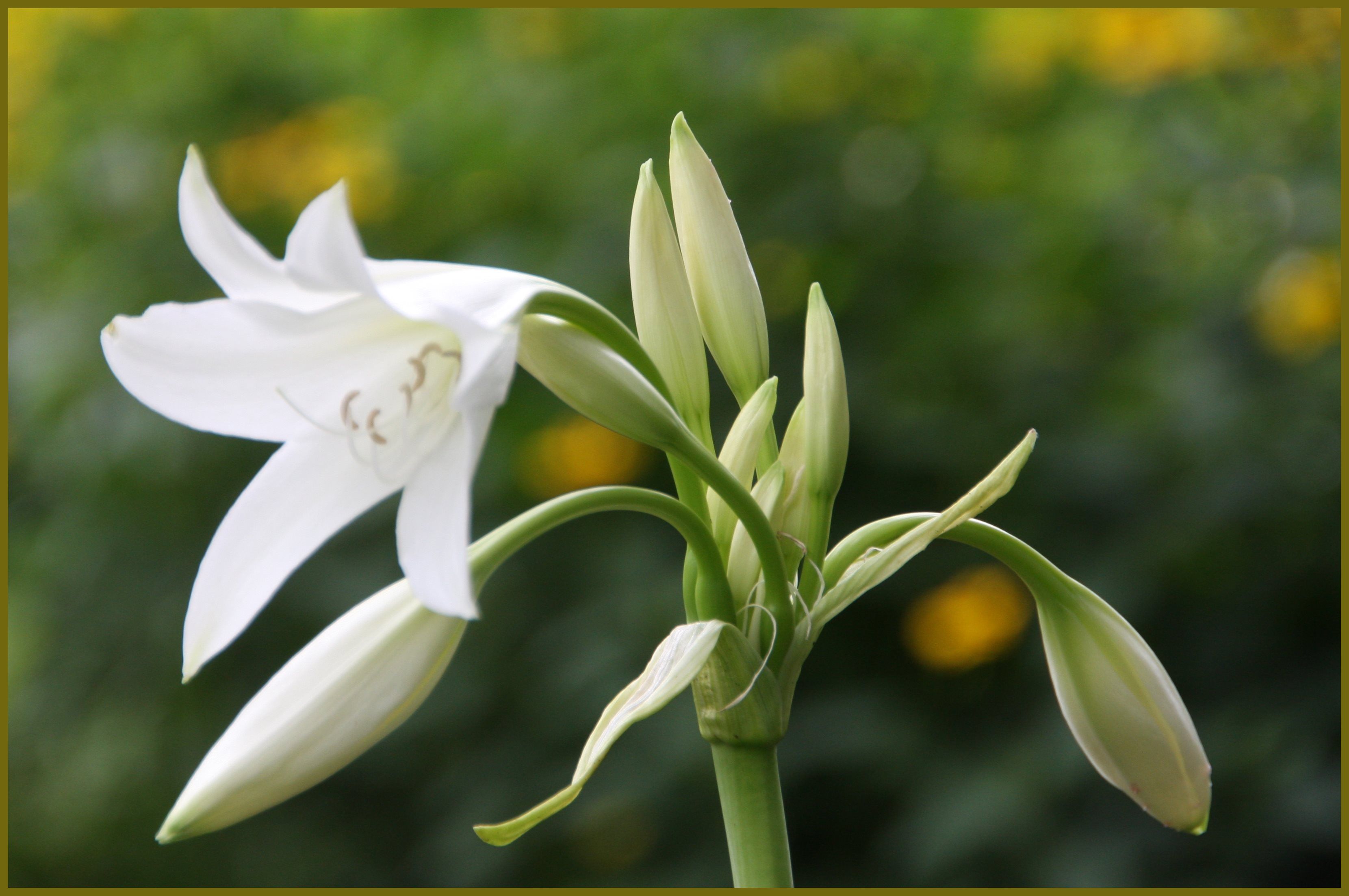 百合の花 光と風のそよぎ 鳳英 楽天ブログ