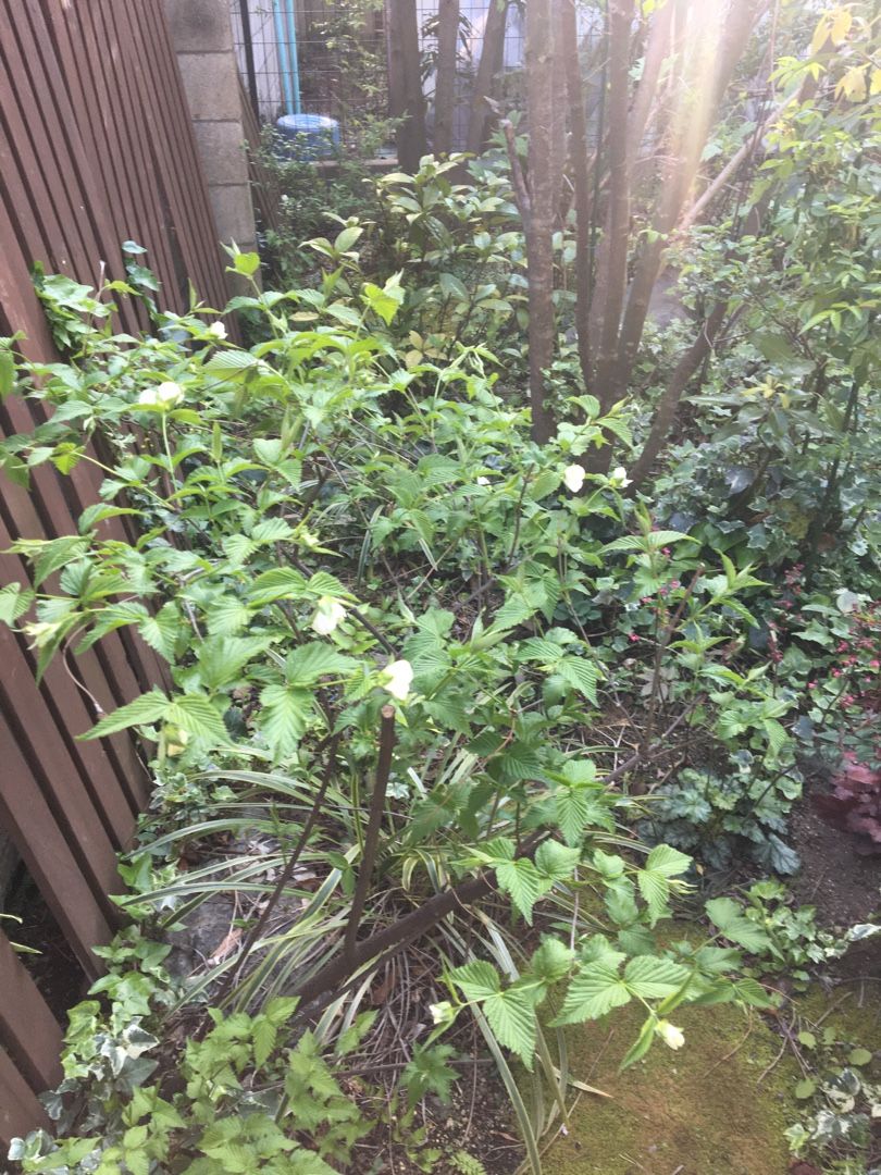 ハナミズキとジューンベリーの開花 Jupiterのシェードガーデン 楽天ブログ