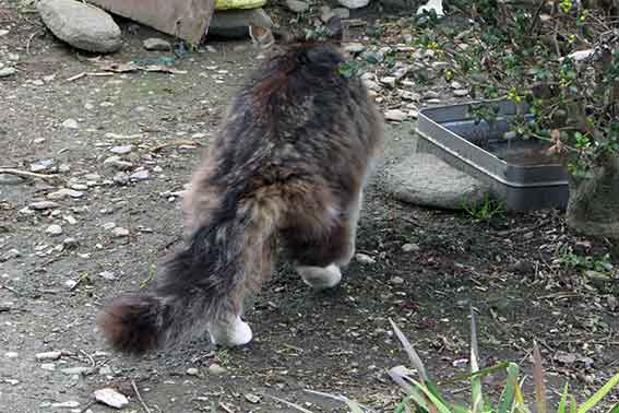 我が家のニャンコ♪2016/4/8-2