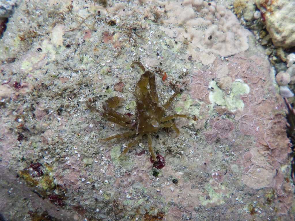 串本磯採集2023年6月上旬42　イッカクガニ（Menaetius monoceros）