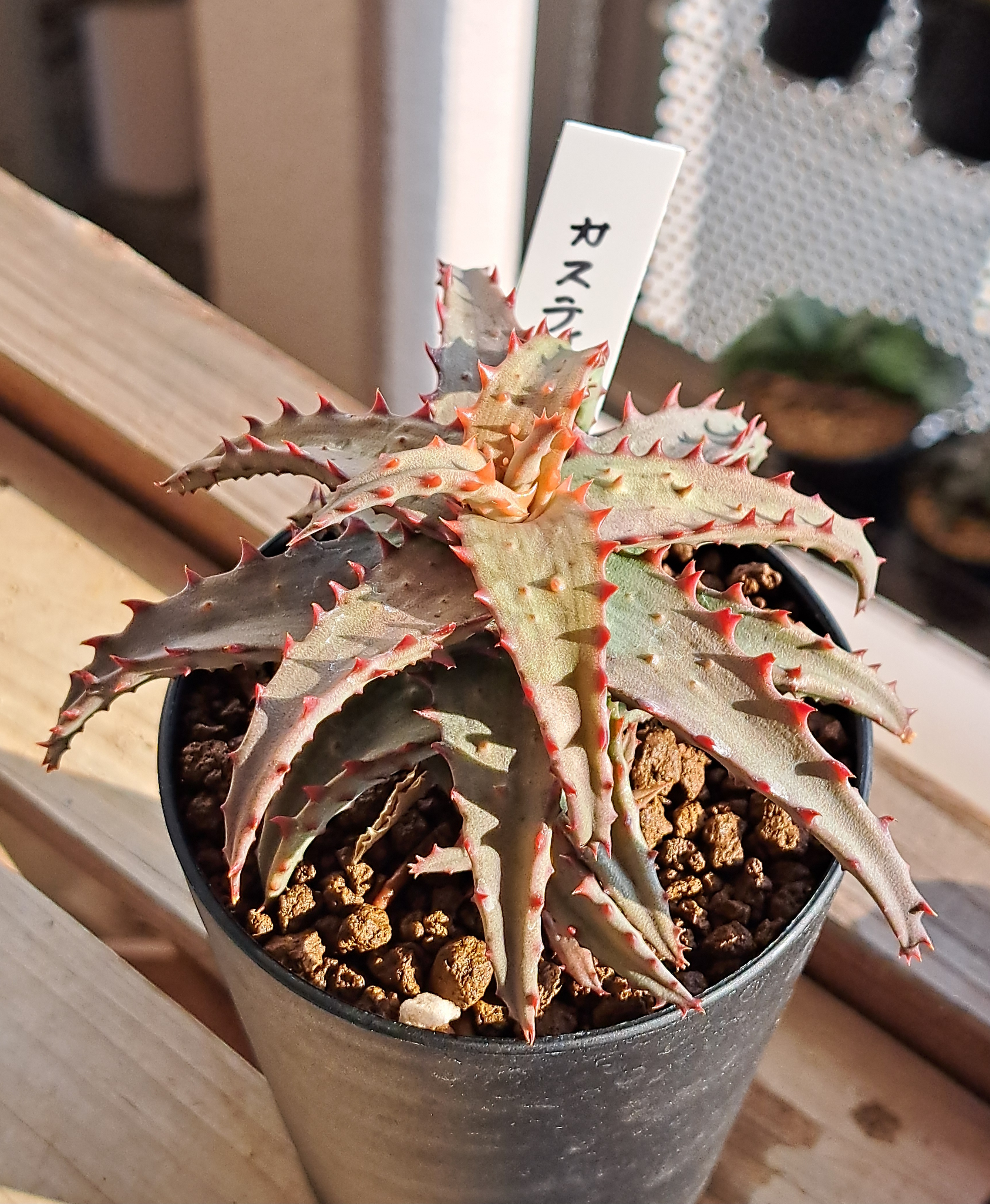 十兵衛×カスティロニアエ 植物