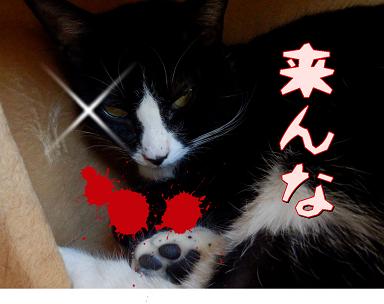 来るな.JPG