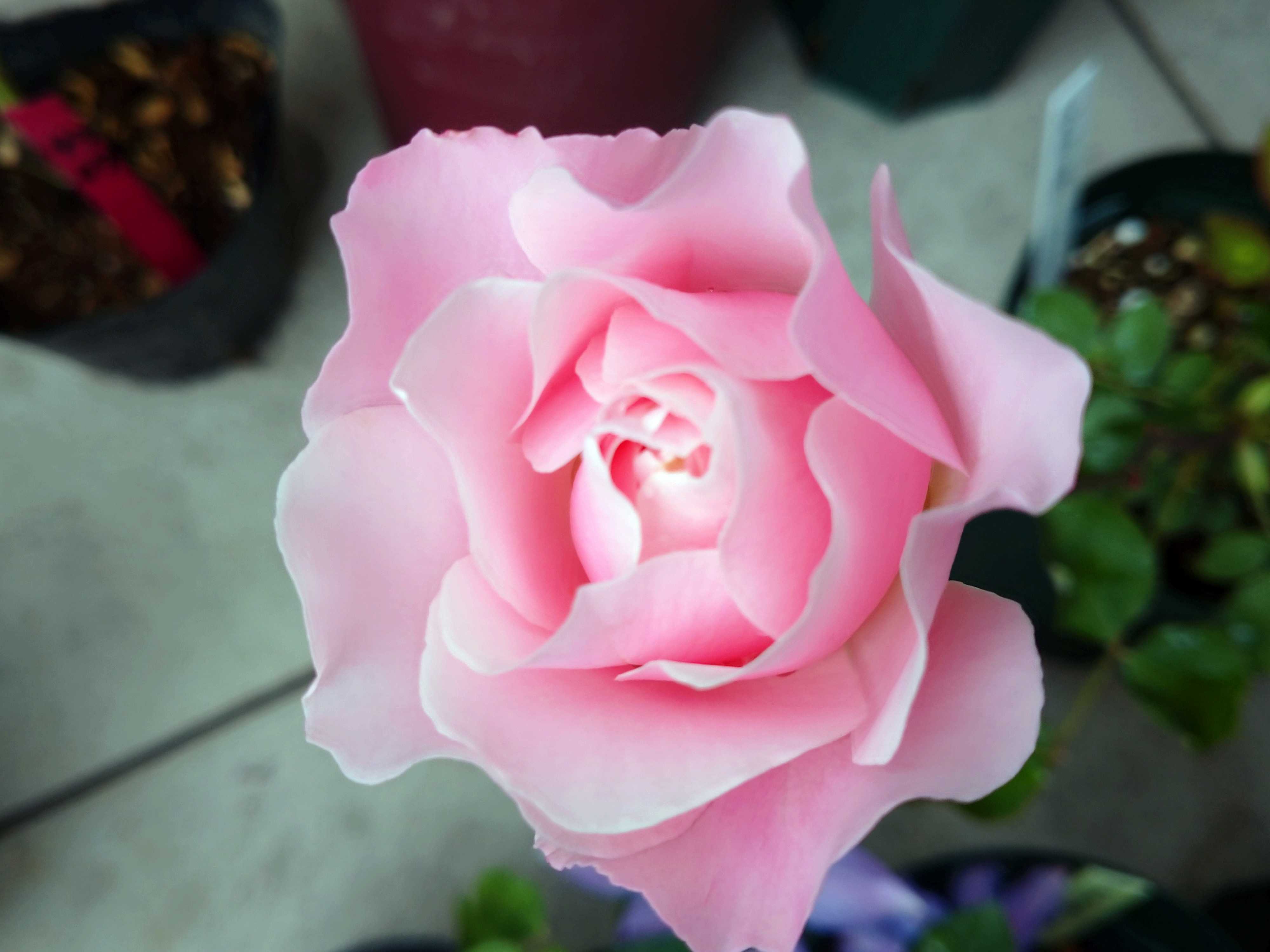 バラ苗 群舞 つるバラ 強健種 大苗 トゲ無し メルカリ便 話題の行列