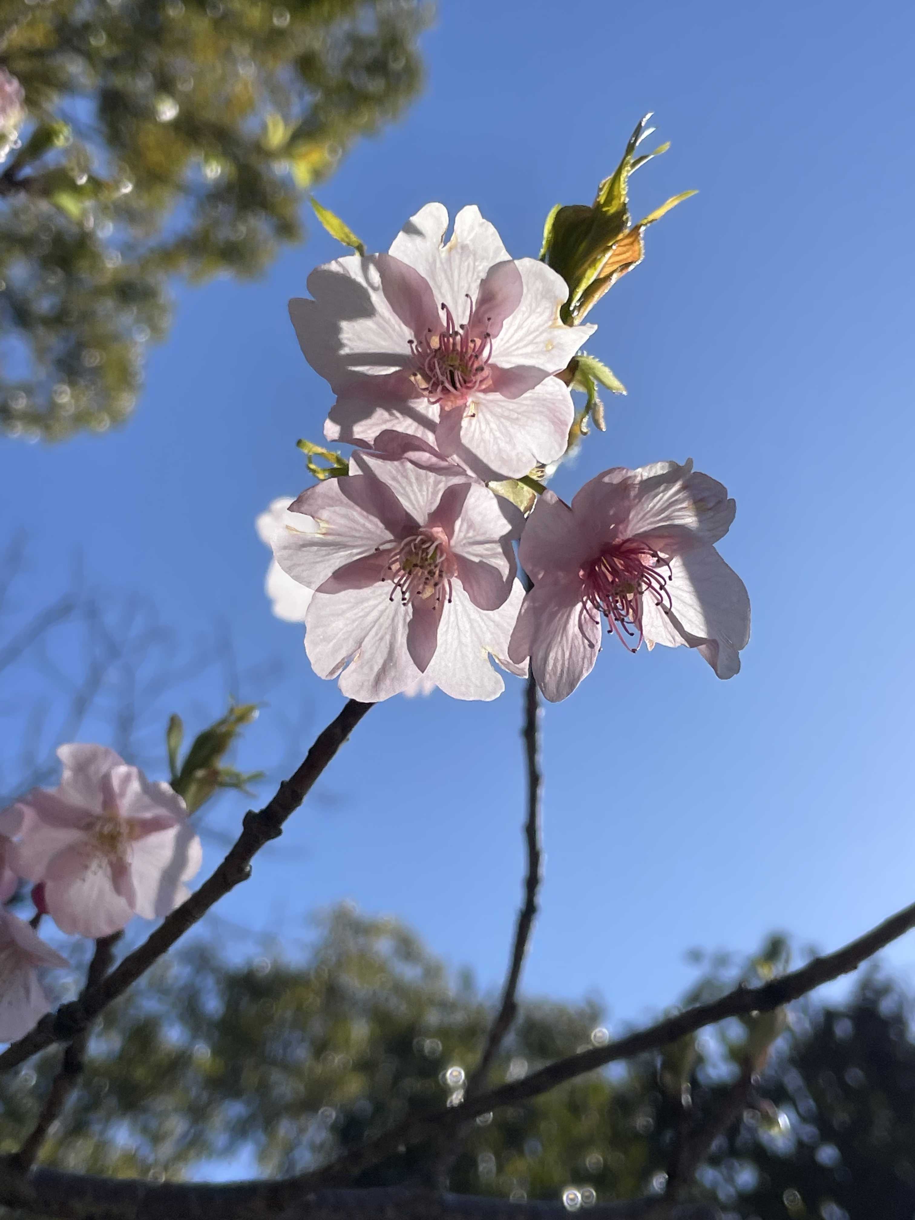 3月に咲く桜。 | ただいまをいうところ - 楽天ブログ