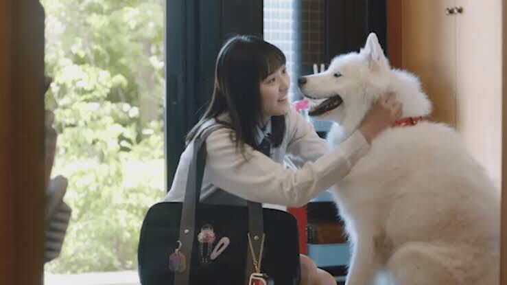 Acジャパンの 白い犬ちゃんのcmが堪らない件 クダリ 髭塗れ編集長のブログ 楽天ブログ