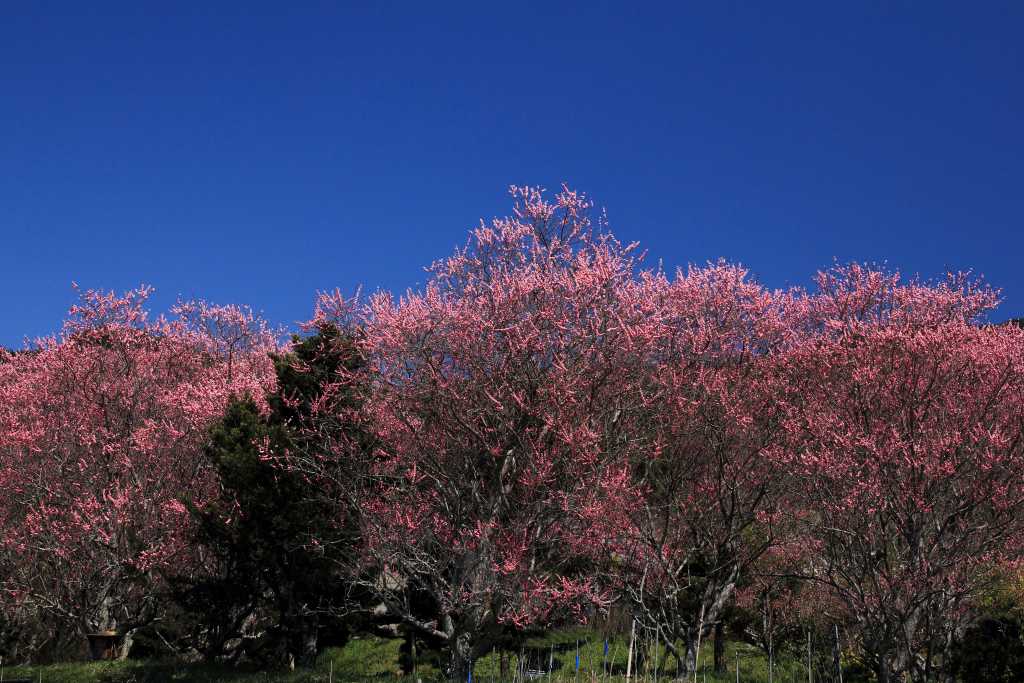 明日香村_004.jpg