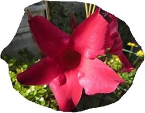 花４.jpg