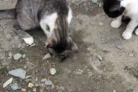 我が家のニャンコ♪2013/7/31-3