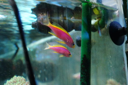 2015_0107ﾍﾞﾝﾄﾗﾍﾟｱ0012.JPG