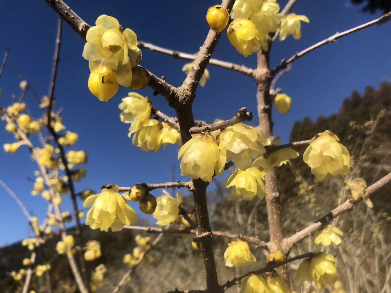 旅先スケッチ 寄のロウバイが見頃を迎えました 神奈川県松田町 みゃあみゃあのトーク トーク 楽天ブログ