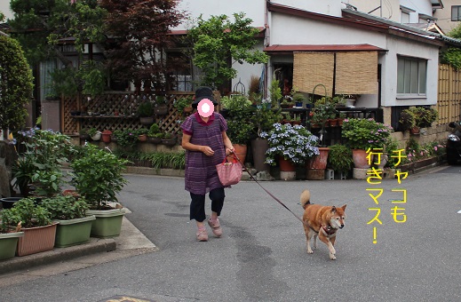 チャコも