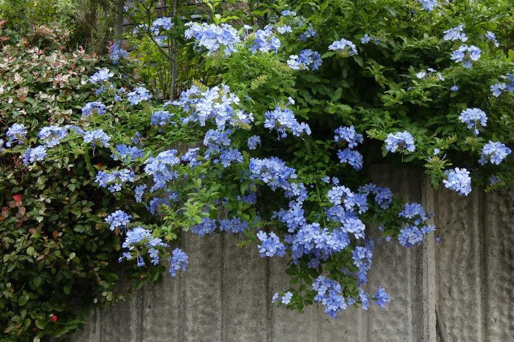 515