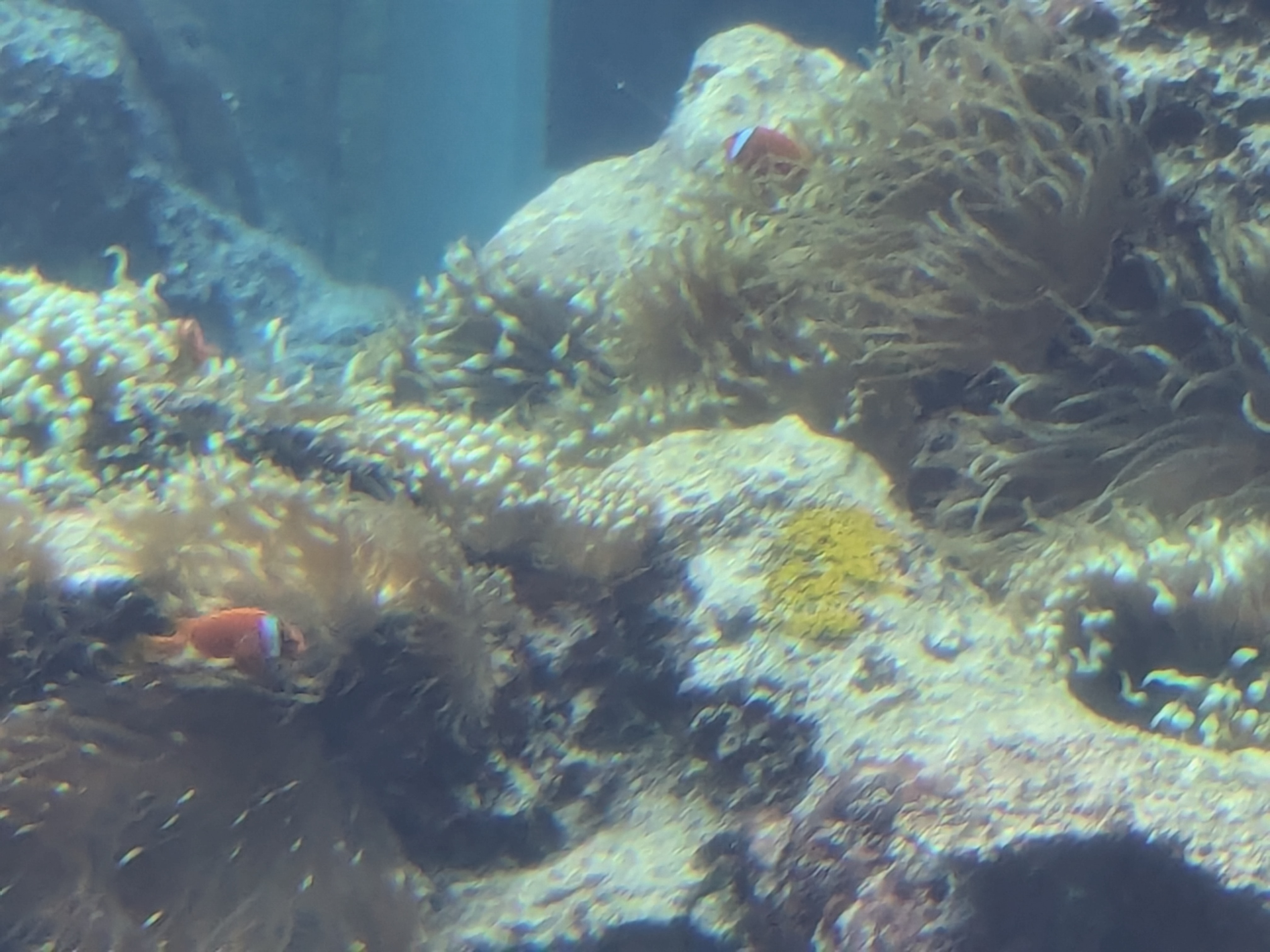 ゴールデンウイークの美ら海水族館　子どもが撮った写真