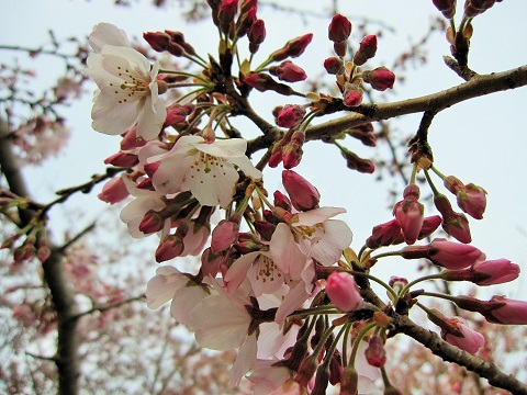 桜3