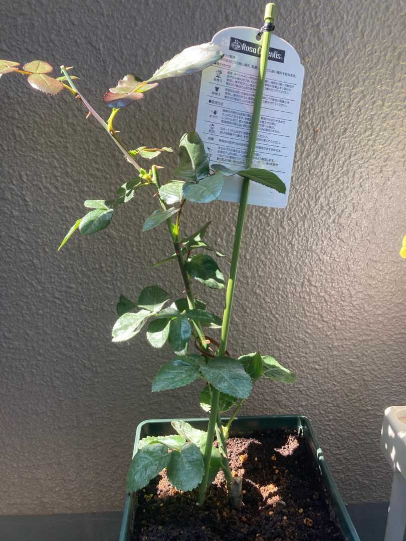 バラ の記録 ソフトピンチ後 汚ベランダからバラは育つのか 楽天ブログ