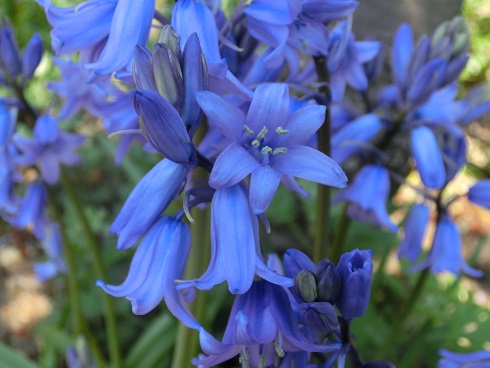 ツリガネスイセン