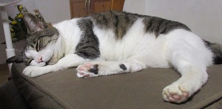 IMG_0039ss.jpg