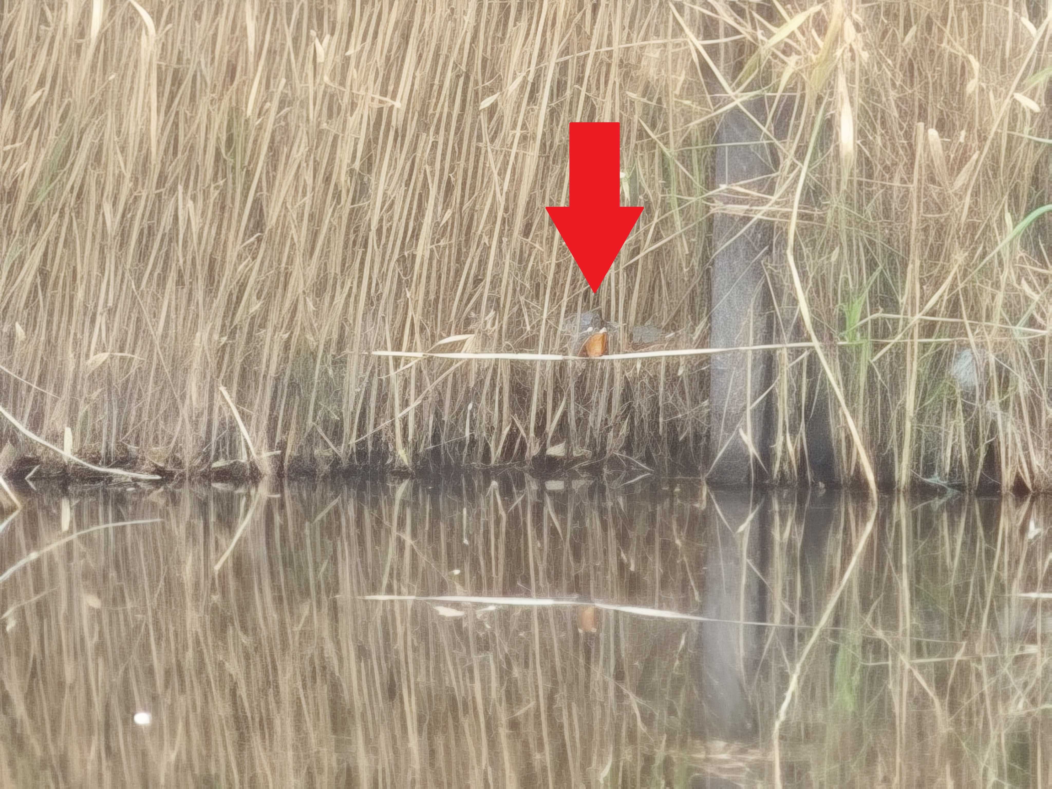 千葉県習志野市　谷津干潟　自然観察センター　カワセミ