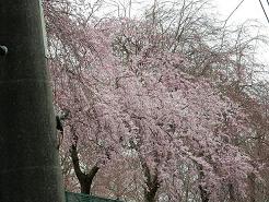 枝垂れ桜