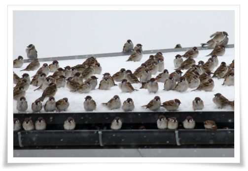 スズメの大群-11 14.2.5