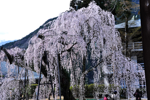 枝垂れ桜