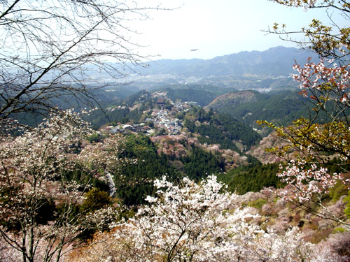 桜の吉野山