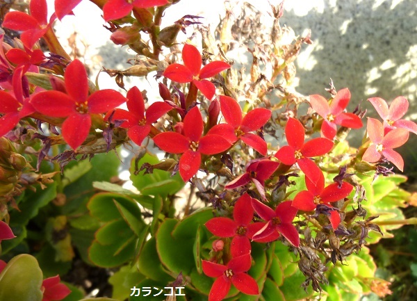 P1030281-001.JPG