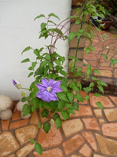 P1180125ss.jpg