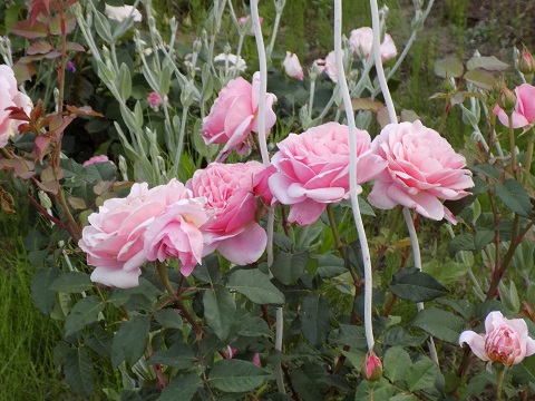 DSCN3639.JPG