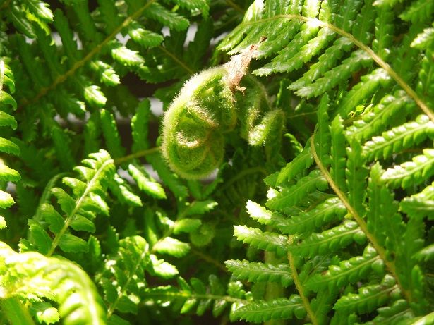 ディクソニアアンタルクティカ2頭 - 植物/観葉植物