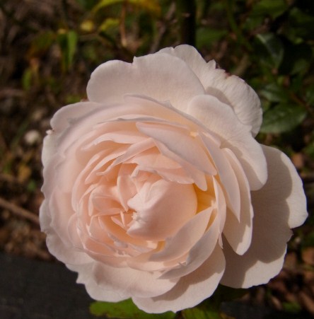 RIMG6409.JPG