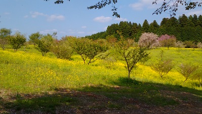 菜の花畑