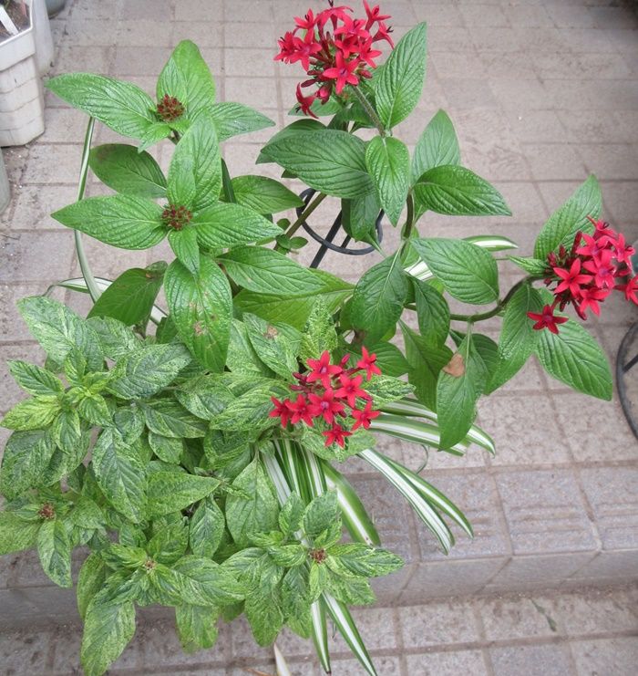 インパチェンスとサンパチェンス の記事一覧 狭い庭を花いっぱいにする育て方 楽天ブログ