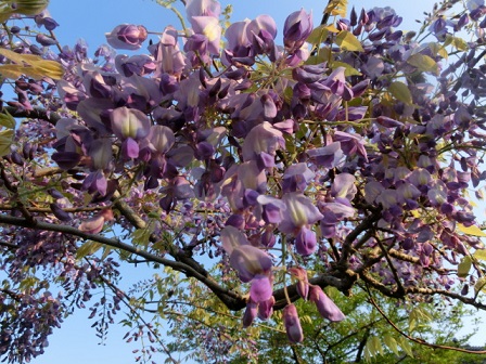 藤の花
