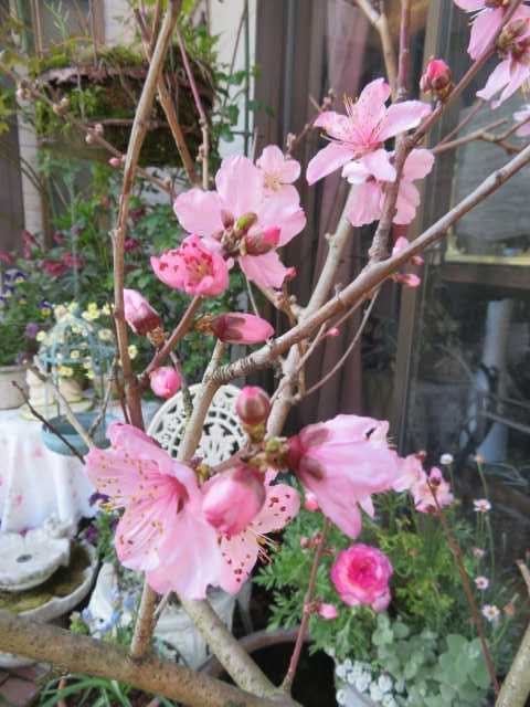 なかなかの成功率 アジサイの挿し木植え替え 桃もリンゴも楽しみな季節 薔薇のひな壇 ばぁばの薔薇の花園 楽天ブログ